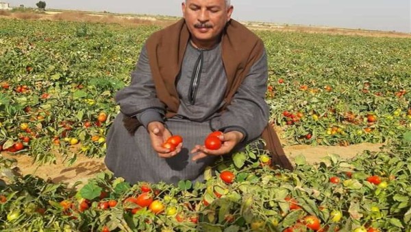 الكيلو وصل لـ50 جنيهًا.. نقيب الفلاحين يكشف موعد انخفاض أسعار الطماطم